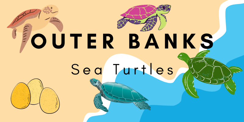 Outer Banks Sea Turtles | Outer Banks Travel Blog