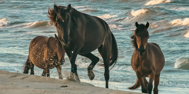 Corolla Wild Horses - Photo Contest Winner