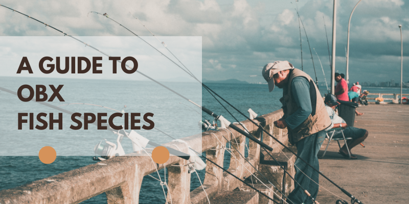 Title Text: A Guide to OBX Fish Species; Image of man fishing from a pier surrounded by fishing poles.