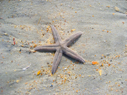 obx starfish