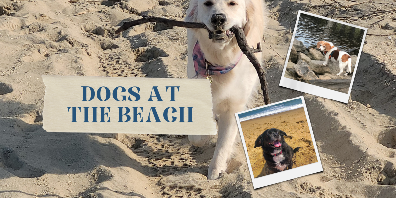 Dogs at the Beach - Outer Banks Pets