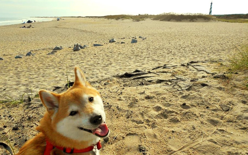 Image of a dog on the beach with the Cape Hatteras Lighthouse in background.