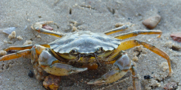An Outer Banks crab in the sand