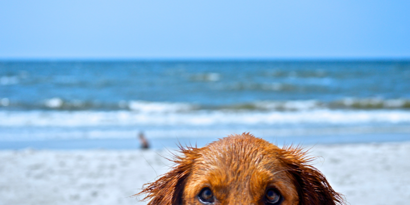Dog at the Beach