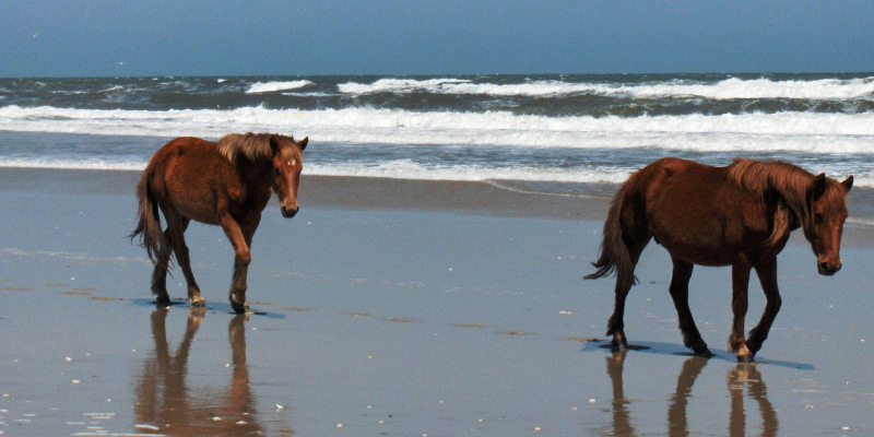 Two brown horses walking on the beach