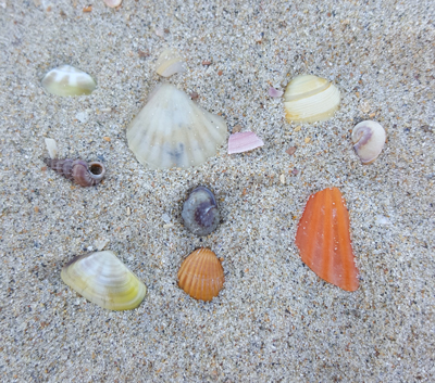obx seashells