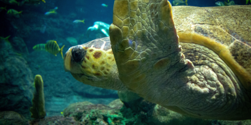 Types of Sea Turtles on the Outer Banks