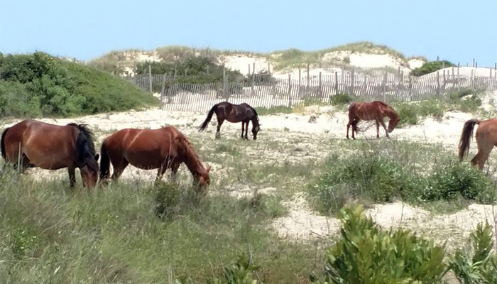 Corolla dunes and horses