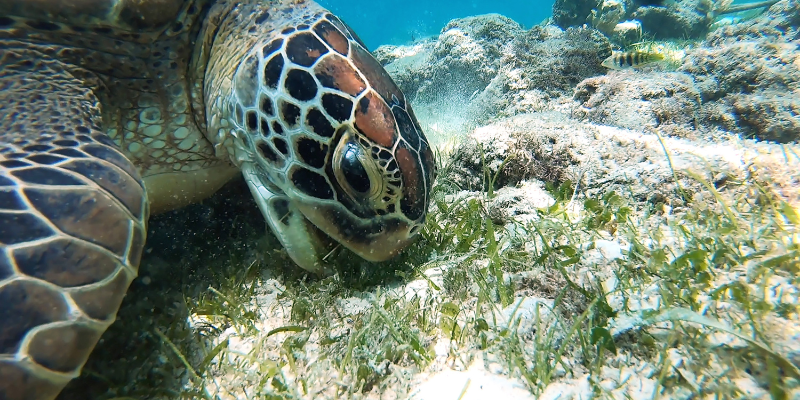 Sea Turtle eating seagrass