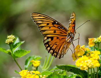 Image of black and yellow butterfly sitting on flowerbush.