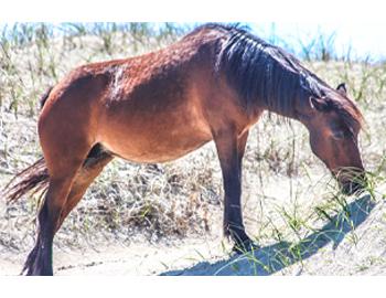 bobs wild horse tours bobs wild horse tours