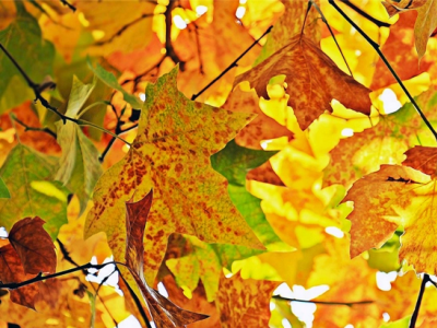 fall leaves