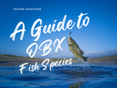 OBX Fish Species Teaser