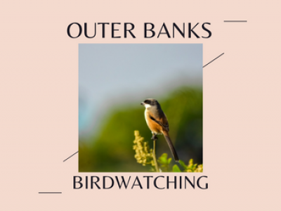 Tan background, text: Birdwatching, Photo of a finch against blurred background