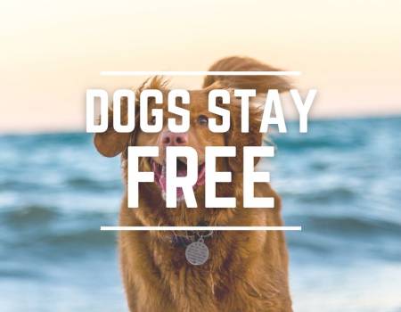 Happy dog at sunset running on the beach with the ocean in the background.