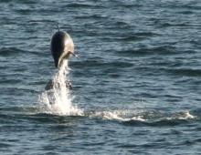 Dolphins in the Outer Banks