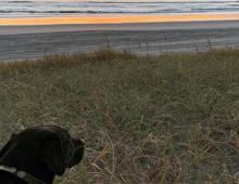 Comprehensive Guide to Vacationing With Fido