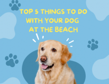 Top 5 Things to Do with your Dog at the Beach