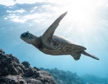 Outer Banks Sea Turtles