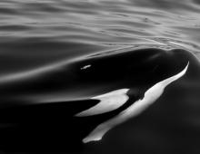 Killer Whales (aka Orcas) on the Outer Banks?