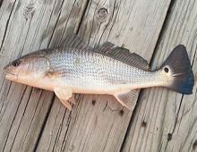 Outer Banks Red Drum Fishing