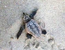 Sea Turtle Watch at Pea Island National Wildlife Refuge