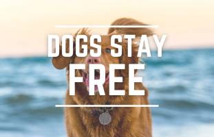 Happy dog at sunset running on the beach with the ocean in the background.