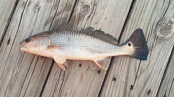 Red Drum caught on the Outer Banks