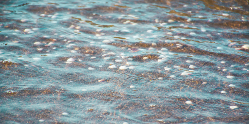 Search for sea glass