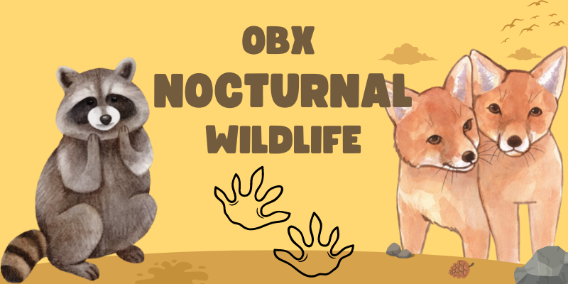 OBX Nocturnal Wildlife