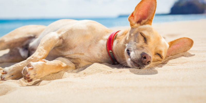 Yellow dog laying on the sand with eyes closed.