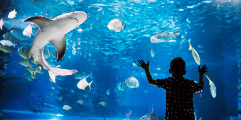 Boy in front of tank at aquarium; shark swimming nearby.
