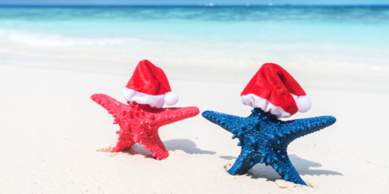 Red and blue starfish standing upright in the sand. The starfish have tiny red and white santa hats.