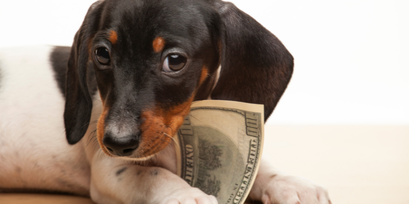 Beagle puppy with $100 bill in mouth.