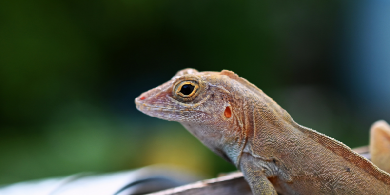 Brown Skink