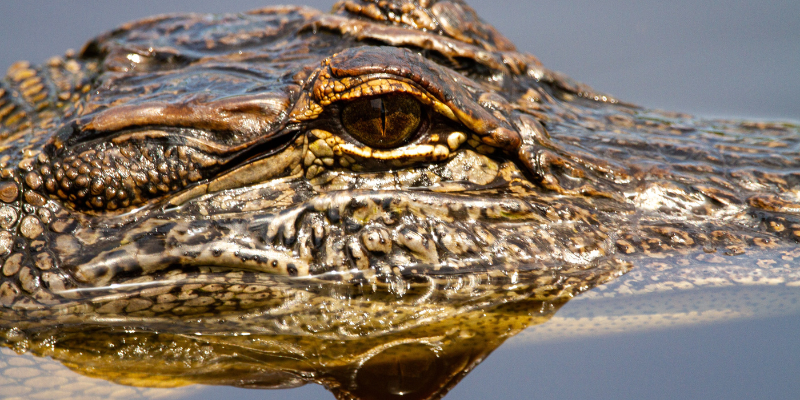 American Alligator