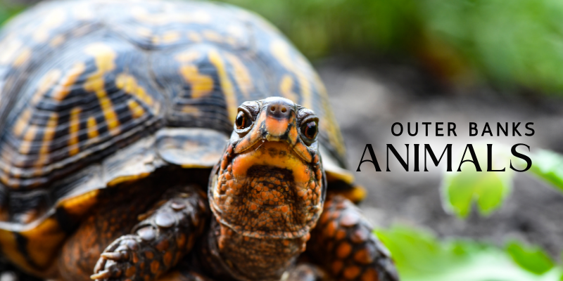 Outer Banks Animals Outer Banks Animals