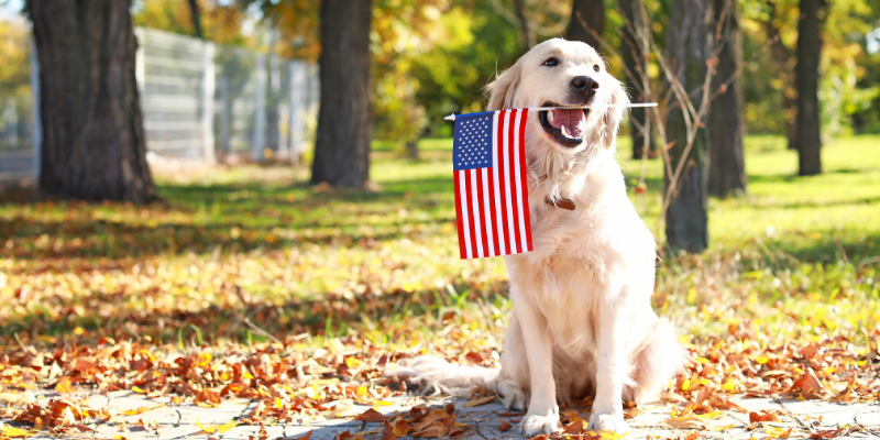 Golden Retriever sitting in the grass with an American flag in mouth.