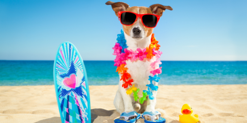 Image of dog sitting on the sand with sunglass and a lei.