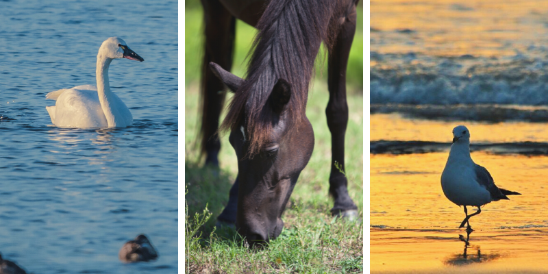 Three separate images: Goose floating on the water, a black horse grazing, and a seagull on the beach.