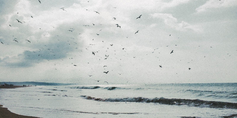 Birds flying over ocean waves.
