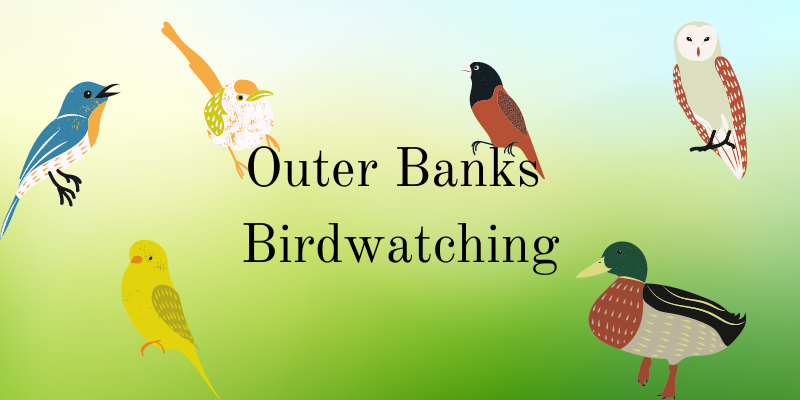 Text: Outer Banks Birdwatching; Green background, different birds arranged around text