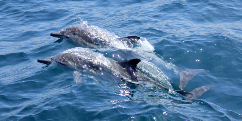 Photo of two bottlenose dolphins in the water