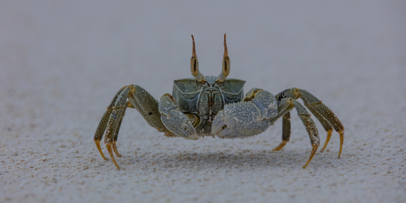 Small white crab walking on the sand
