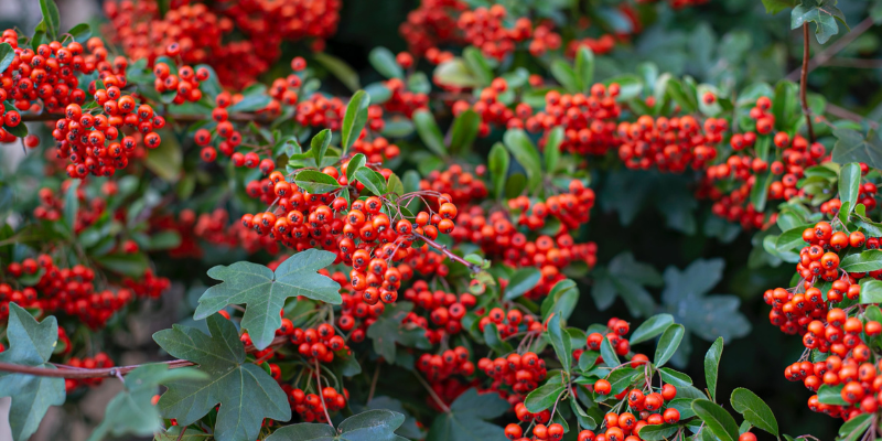 Yaupon Holly Tree, Image of berries on a shrub.
