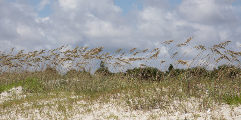Picture of brown and tan sea oats on a sand dune.