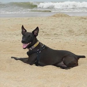 Dog laying on outer banks beach