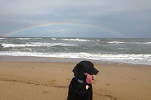 Dog on OBX beach with rainbow over ocean