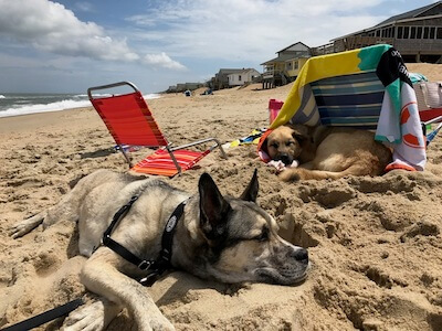 Dogs laying on beach near OBX rental homes