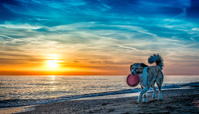 Dog with a frisbee strolling on the beach with a colorful sunset in the background 